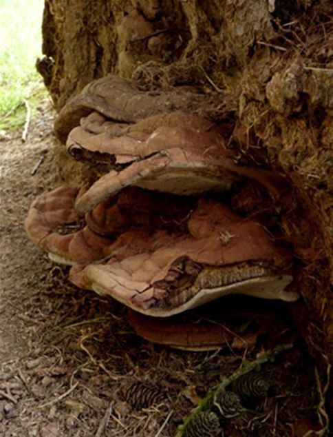  Several mature brackets at the base of larch in Maidstone, Kent.